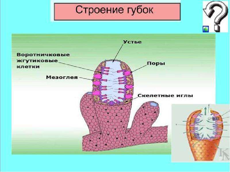 7 класс биология тип губки презентация