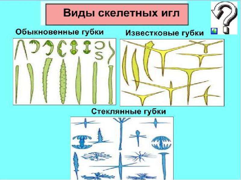 Биология губки презентация 7 класс биология