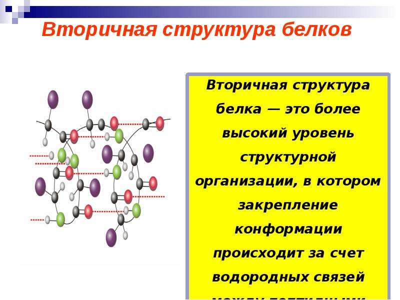 Полипептид строение. Вторичная структура белка связи химия. Вторичная структура белка характеризуется. Структуры белка. Роль вторичной структуры белка.