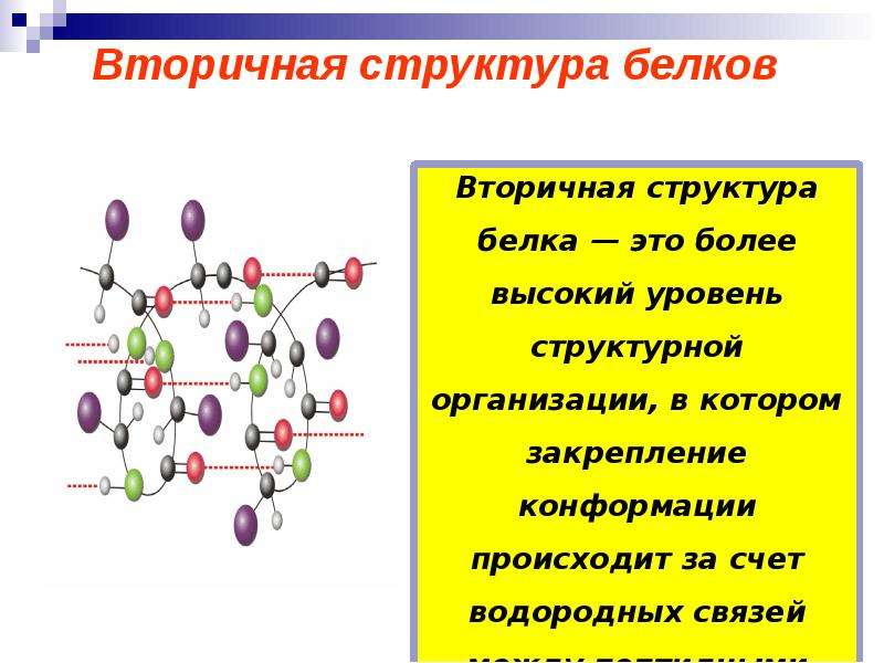 Вторичная структура белков. Вторичная структура пептидов и белков это. Структура белков презентация. Пептиды и белки презентация. Вторичная структура белков химия.