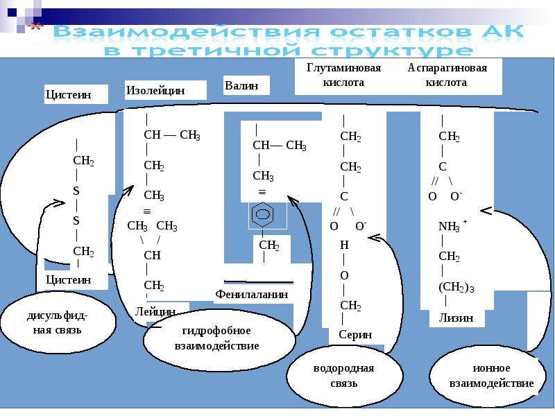 Ионные связи белка. Глутаминовая кислота и аспарагиновая кислота. Аспарагиновая аминовая кислота. Глутаминовая кислота + аспаргин. Ионные связи в белках.