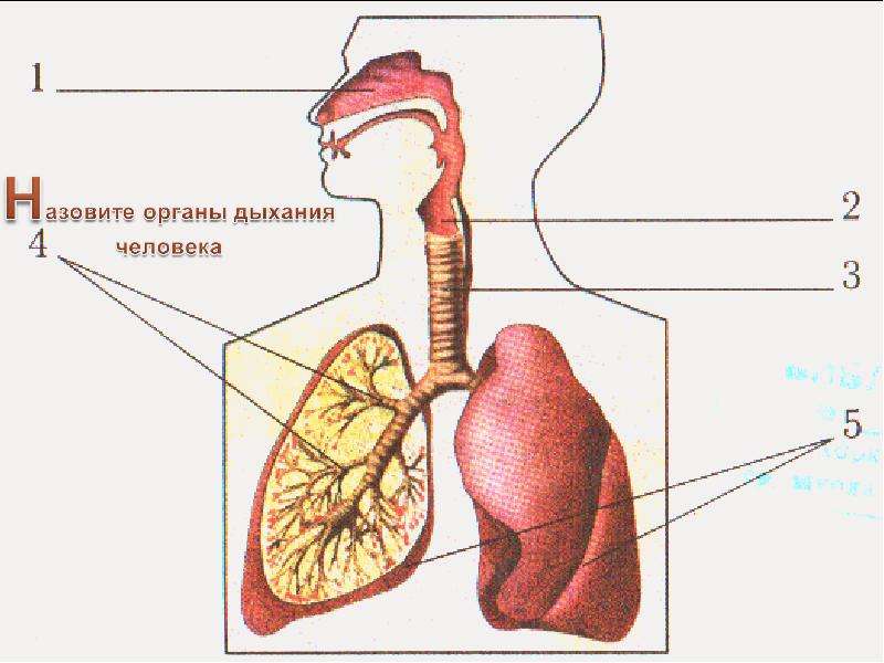 Органы дыхания человека презентация 8 класс биология