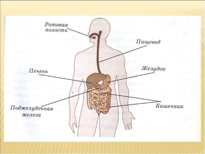 Презентация окружающий мир плешаков 3 класс наше питание плешаков