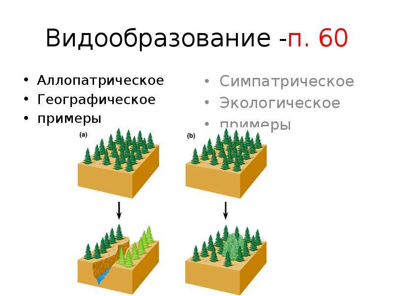 Схема аллопатрического видообразования