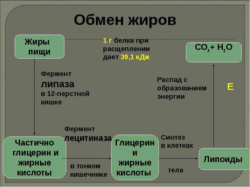 Обмен жиров. Обмен жиров схема. Этапы обмена жиров. Процесс расщепления жиров. Распад жиров в организме.