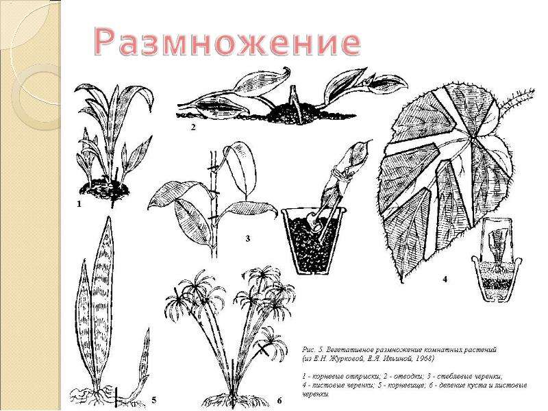 Для растения изображенного на рисунке характерно. Способы вегетативного размножения комнатных растений. Листовые черенки рисунок. Лабораторная работа по биологии черенкование традесканция. Черенкование комнатных растений раскраска.