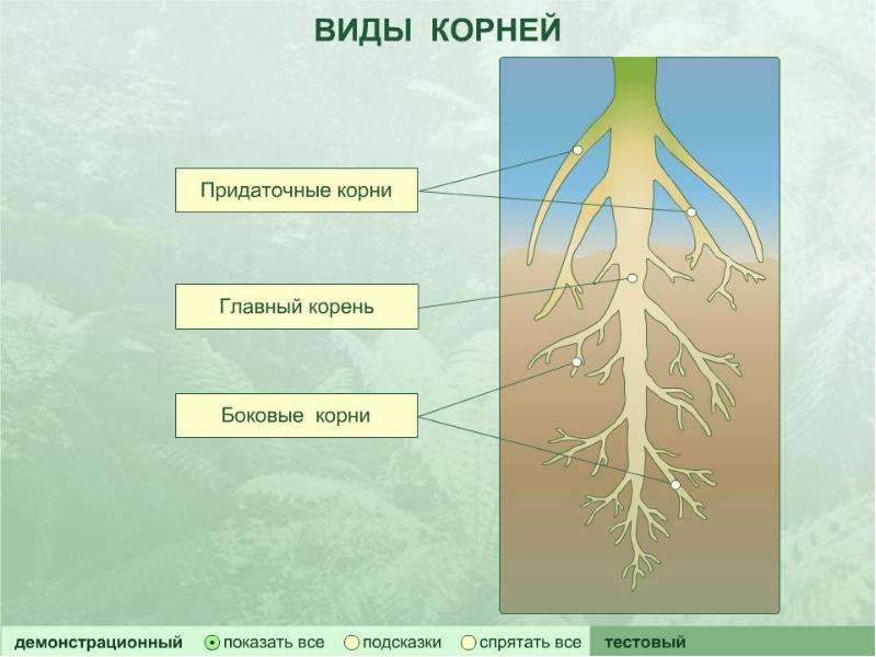 Презентация на тему корень