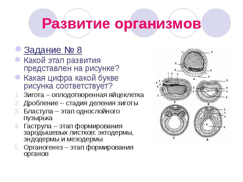 Формирование бластулы