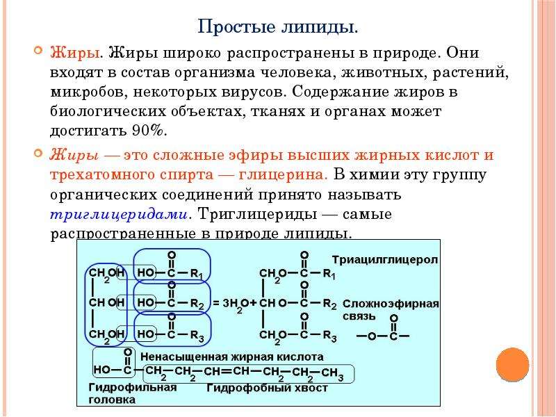 Липиды биология презентация