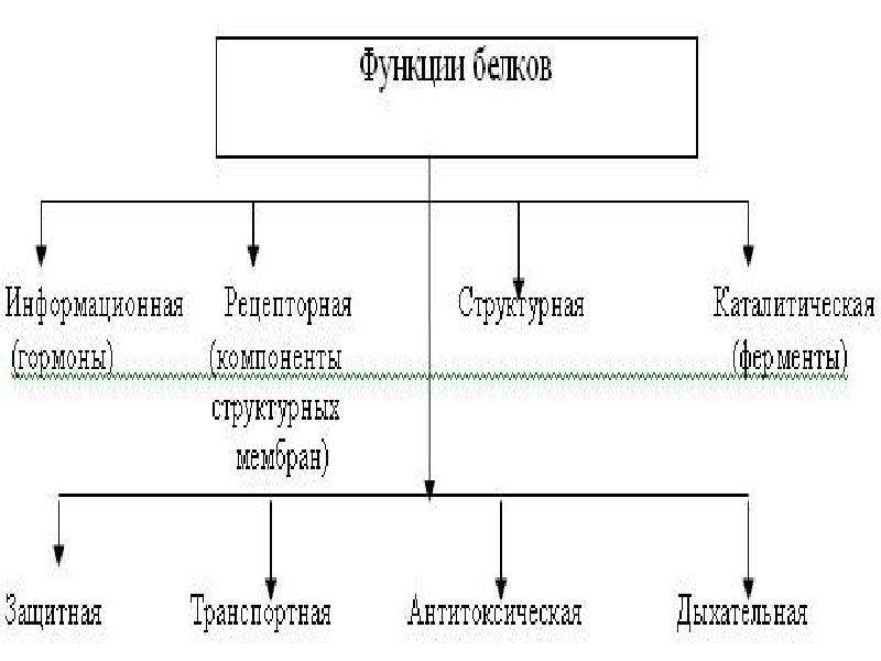 Блок схема дистрофия бжу