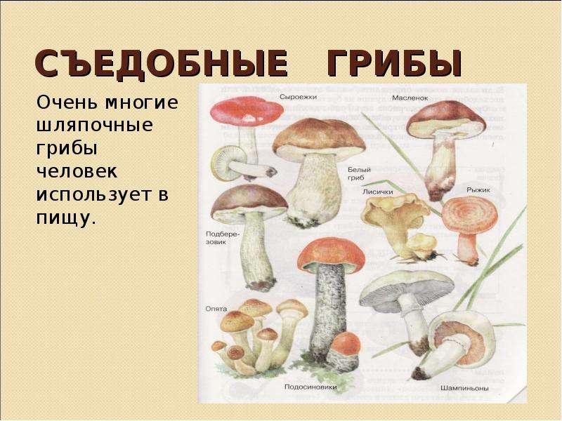 Польза есть грибы. Полезные грибы для человека. Съедобные грибы для человека. Название полезных грибов. Полезные грибы полезные грибы.