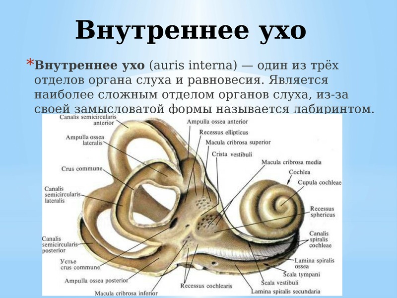 Внутреннее ухо расположено в полости кости. Строение внутреннего уха анатомия на латыни. Анатомическое строение внутреннего уха. Строение внутреннего уха человека латынь. Полукружные каналы внутреннего уха латынь.