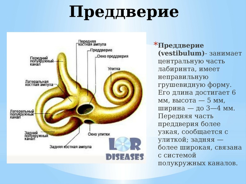 Функция улитки в ухе. Внутреннее ухо преддверие улитка полукружные каналы. Улитка преддверие полукружные каналы. Костный Лабиринт внутреннего уха анатомия. Костный Лабиринт костная улитка.