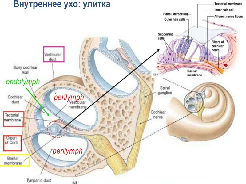 Внутреннее ухо является. Анатомия улитки внутреннего уха. Улитка анатомия уха. Строение улитки внутреннего уха преддверие. Строение улитки внутреннего уха.