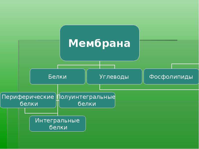 Мембранные белки. Интегральные полуинтегральные и периферические белки. Интегральные и периферические мембранные белки. Интегральные белки мембраны функции. Полуинтегральные белки мембраны.