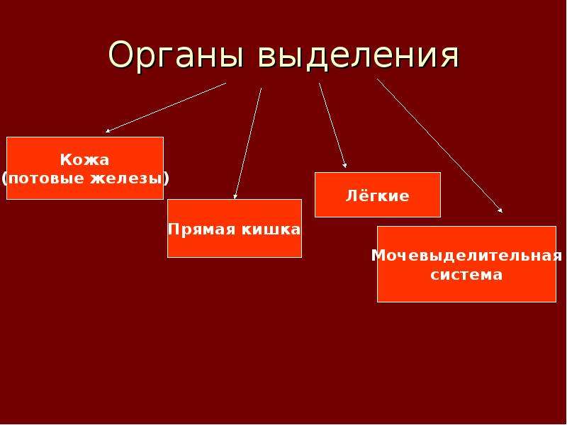 Эффекты выделения в презентации