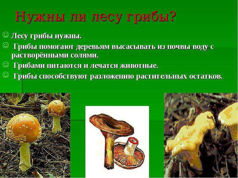 Экологические грибы. Грибы нужны. Для чего нужны грибы. Грибы помогают. Почему грибы нужны лесу.