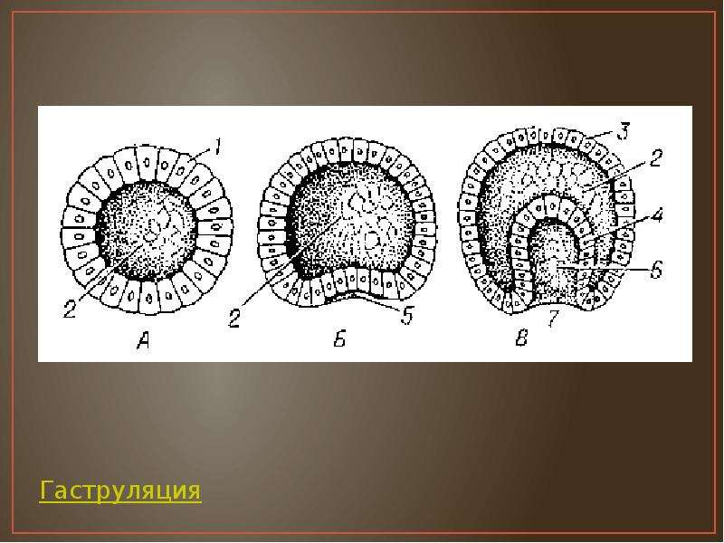 Гаструляция рисунок биология