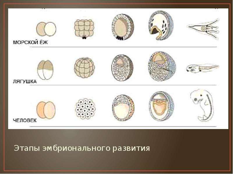 На рисунке изображен этап эмбрионального развития млекопитающего определите