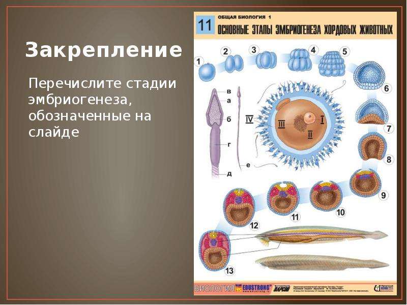 Перечислите стадии. Перечислите стадии эмбриогенеза. Закрепление этапы эмбриогенеза. Перечислите этапы развития эмбриологии.. Проверочная работа этапы эмбриогенеза.