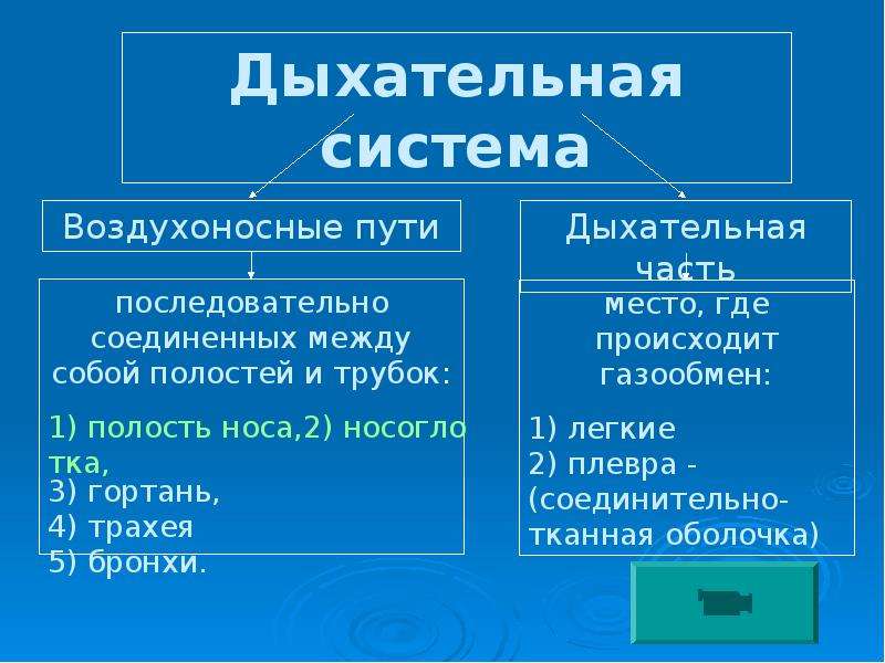 Органы дыхания таблица 8. Функции воздухоносных путей таблица. Воздухоносные пути таблица. Особенности строения воздухоносных путей. Функции воздухоносных путей.