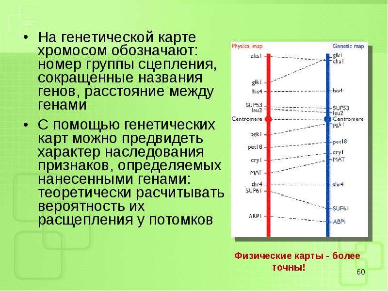 Генетическая карта показывает