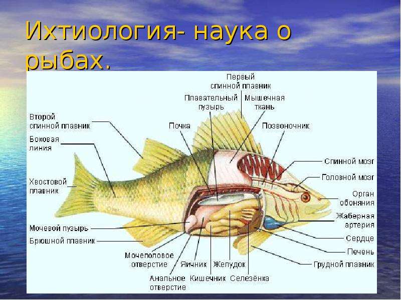 Используя рисунки 121 и 122 назовите особенности строения двоякодышащих и кистеперых рыб