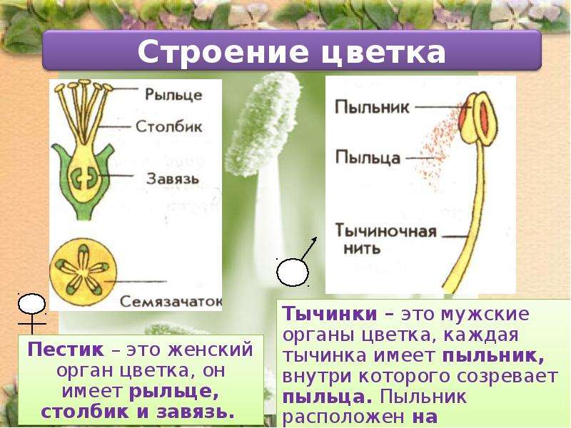 Презентация по биологии 6 класс строение цветка