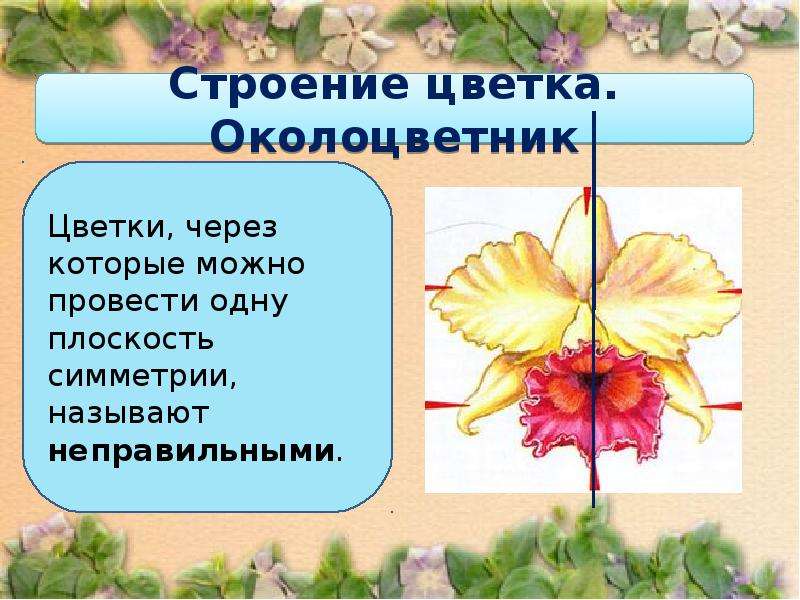 Презентация по биологии 6 класс строение цветка