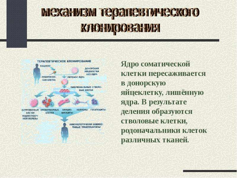 Клонирование терапевтическое схема