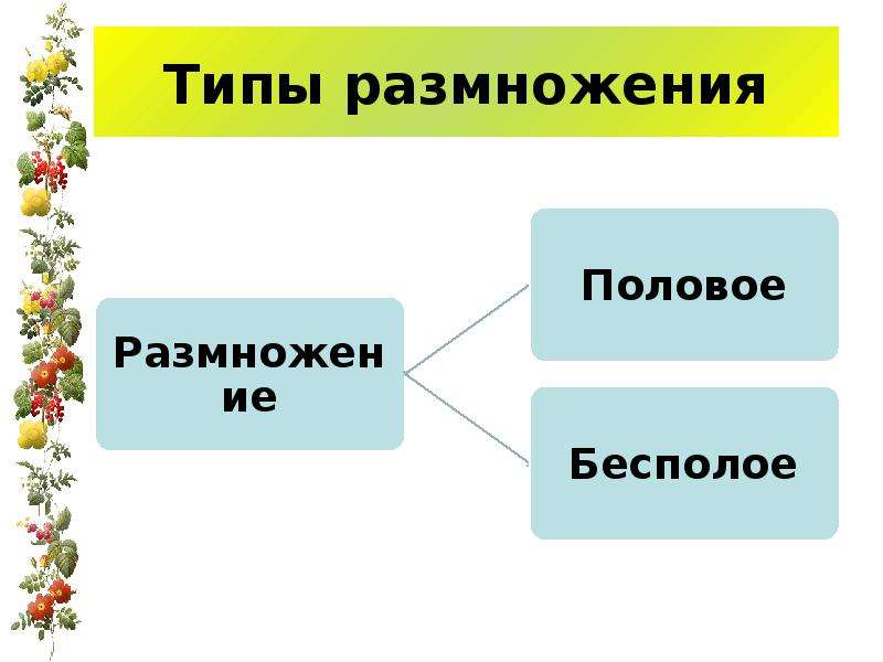 Презентация на тему размножение. Типы размножения. Типы размножения растений. Типы размножения половое и бесполое. Виды полового размножения растений.