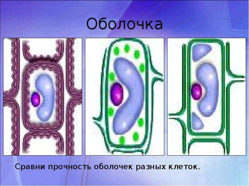 Оболочка клетки рисунок