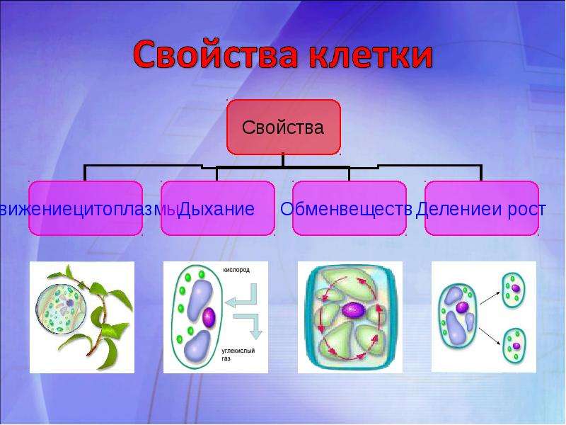 Свойства живого деление клетки. Процесс жизнедеятельности растительной клетки схема. Размножение растительной клетки 5 класс биология. Процессы жизнедеятельности клетки. Строение и жизнедеятельность клетки 5 класс.