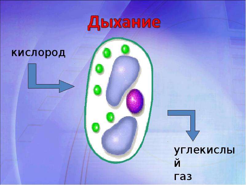 Все живые клетки только дышат. Клеточное дыхание. Дыхание клетки. Дыхание растительной клетки. Дыхание клетки растений.