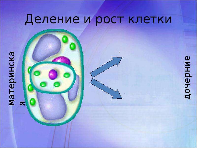 Среда в которой протекают различные процессы жизнедеятельности клетки обозначена на рисунке буквой