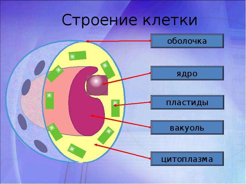 Деление живой клетки. Строение клетки. Структура клетки. Строение вакуоли в клетке. Клетка состав строение.