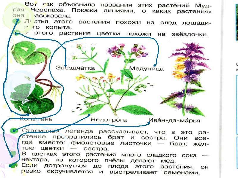 Почему это так называется 2 класс проект