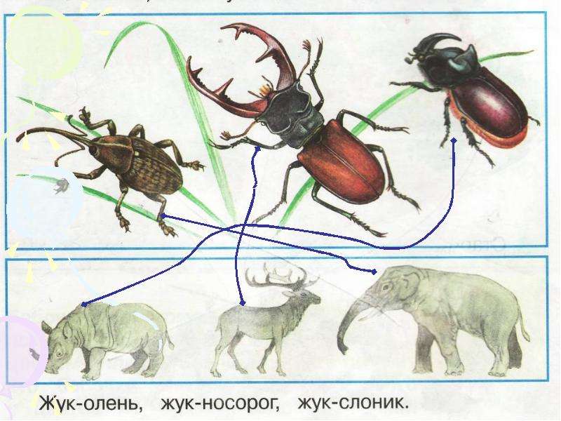 И их так. Жук олень и Жук носорог. Жук олень Жук носорог Жук Слоник. Жук олень носорог. Жук носорог и Жук олень в сравнении.