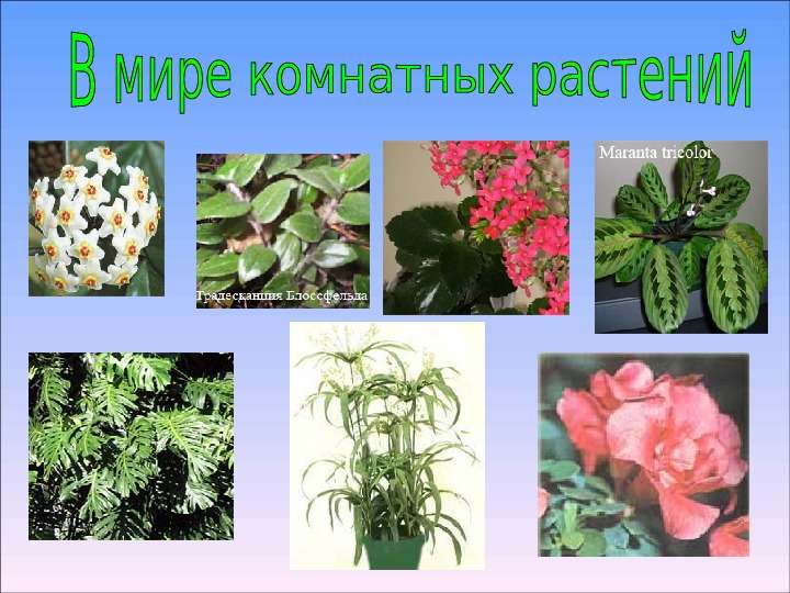 Какое растение называют часами. Комнатные растения цветы. Комнатные растения в классе. Комнатные растения названия. Комнатные растения слайд.