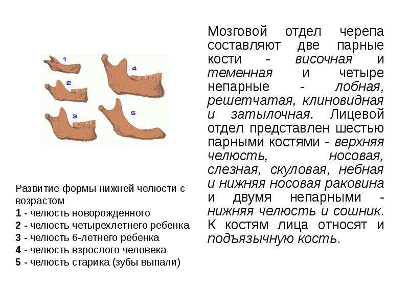 Парная кость. Две парные кости. Мозговой отдел представлен парными теменными и. Парные кости скелета человека список. Две парные кости черепа.