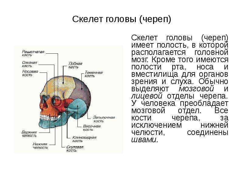 Полости черепа. Органы в полости черепа человека. Органы находящиеся в черепной полости. В полости черепа расположен.