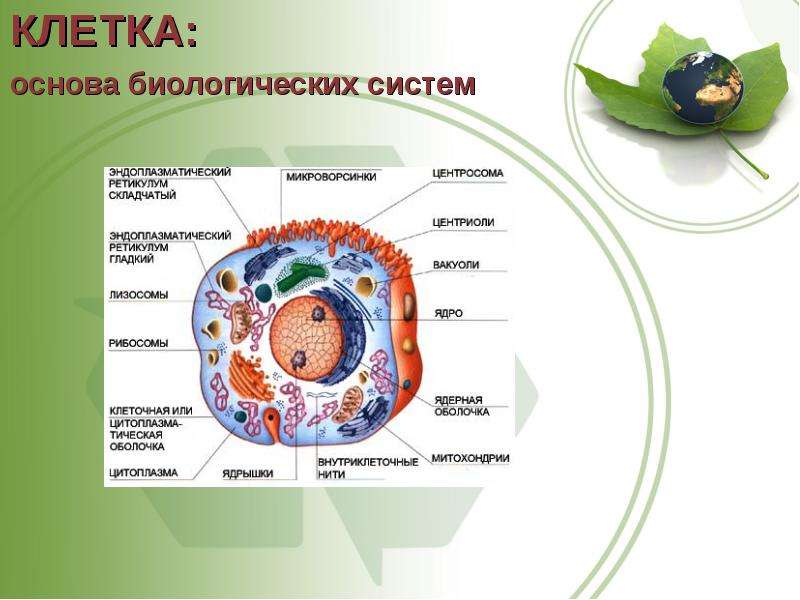 Система клеток. Клетка биологическая система. Биосистема клетка. Клетка это Живая биологическая система. Система строения клетки.