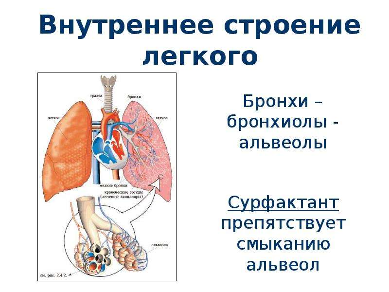 Структура легких. Строение лёгких человека бронхи. Бронхи бронхиолы строение легких. Внутреннее строение легкого. Бронхи бронхиолы и альвеолы.