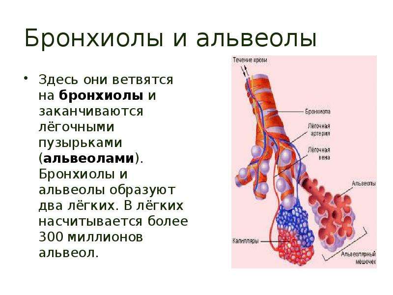 Капилляры и альвеолы легких функции. Легочная альвеола человека. Бронхи бронхиолы и альвеолы. Легкие строение альвеолы. Дыхательная система альвеолы.