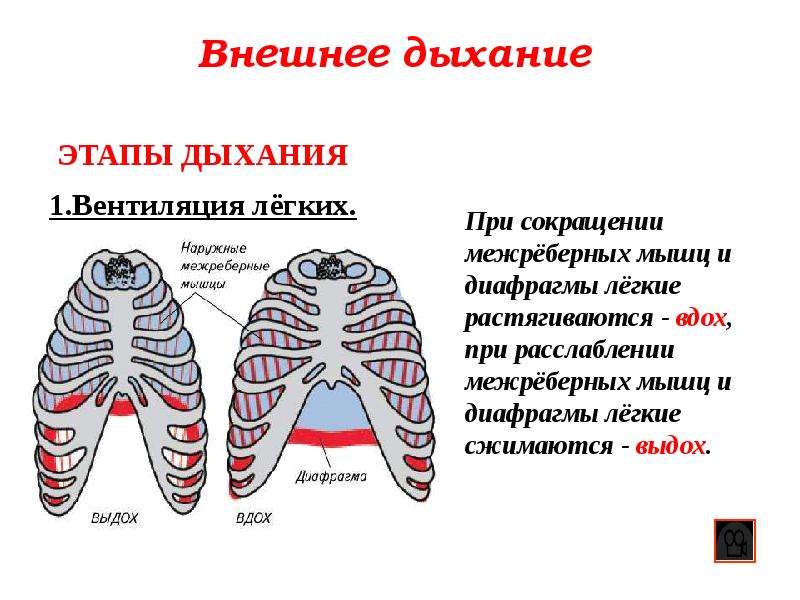 Внешнее дыхание презентация