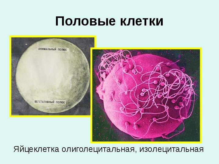 Эмбриогенез ланцетника, слайд №2
