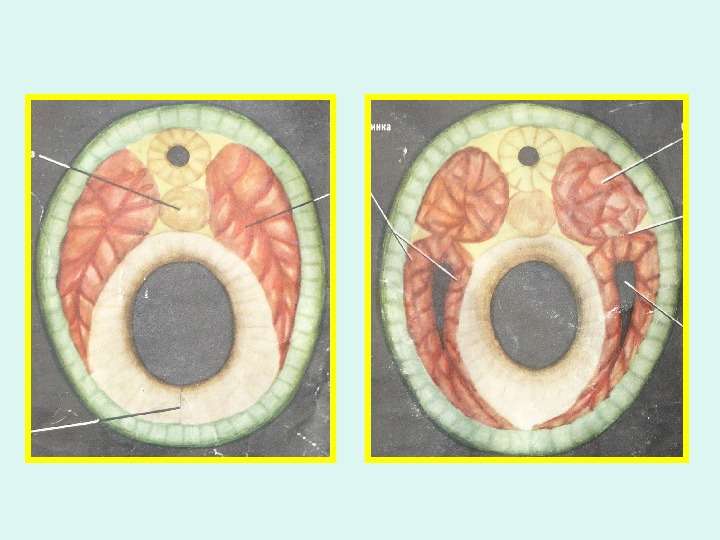 Эмбриогенез ланцетника, слайд №11