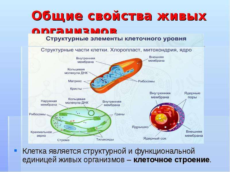 Общими свойствами живых организмов являются. Свойства живой клетки. Основное жизненное свойство клетки. Основные свойства живой клетки. Клетка и ее основные свойства.