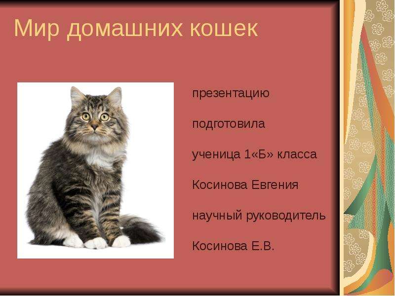 Кошки презентация 1 класс