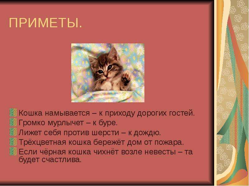 Презентация о котятах